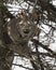 Canada Lynx in a tree