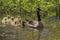 Canada Mother Goose and Gosling Babies