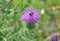 Canada Thistle