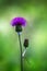 canada thistle (Cirsium arvense)