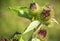 Canada thistle Cirsium arvense