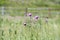 Canada Thistle Cirsium arvense Flowers a Noxious Weed Blooming in a Field in Colorado