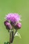 Canada Thistle Purple Flowers