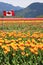 Canada Tulip fields