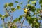 Canada Warbler at Ashbridges Bay Park, Toronto