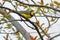 Canada Warbler - Cardellina canadensis