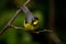 Canada Warbler Craggy Dome North Carolina