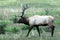 Canada- Wildife- Close Up of an Elk Stag Moving Along a Hillside