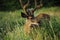 Canada- Wildlife- Extreme Close Up of a Young Wild Deer Eating Flowers