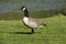 Canadaâ€™s strutting on a meadow