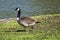 Canadaâ€™s strutting on a meadow