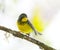 Canadese Zanger, Canada Warbler, Wilsonia canadensis