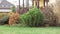 Canadian alpine spruce on decorative Hill