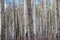 Canadian Aspen Forest - A Sea of Stems