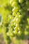 Canadian Bacchus Grapes