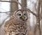 Canadian barred owl, styx varia,  isolated on a branch on a windy day looking for a prey