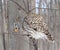 Canadian barred owl, styx varia,  isolated on a branch on a windy day looking for a prey