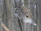 Canadian barred owl, styx varia,  isolated on a branch on a windy day looking for a prey