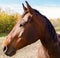 Canadian Barrel Racing Horse