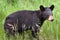 Canadian Black Bear Cub Ursus