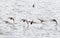 Canadian ducks Flying up Herriman St. Park.