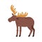 Canadian elk with horns. Scandinavian horny moose. Nordic wild animal. Colored flat vector illustration of Swedish fauna