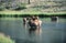 Canadian elks in a river of Yellowstone Nationalpark, USA