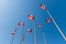 Canadian flags waving over blue sky