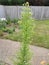Canadian Fleabane or Horseweed - Erigeron canadensis, Norfolk, England, UK