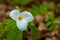 Canadian forest flower in the spring