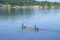 Canadian geese with a baby ducklings