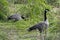 Canadian Geese, Bird Photography, Outdoor Wildlife, Nature