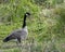 Canadian Geese, Bird Photography, Outdoor Wildlife, Nature