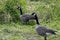 Canadian Geese, Bird Photography, Outdoor Wildlife, Nature