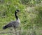 Canadian Geese, Bird Photography, Outdoor Wildlife, Nature, Sand Hill Cranes