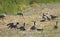 Canadian Geese, Bird Photography, Outdoor Wildlife, Nature, Sand Hill Cranes