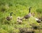 Canadian Geese bird Photos.  Canadian Geese bird with baby geese gosling. Canadian Goose