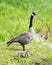 Canadian Geese bird Photos.  Canadian Geese bird with baby geese gosling. Canadian Goose foliage background