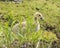 Canadian Geese bird Photos. Canadian Geese bird with baby geese gosling with foliage background