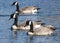 Canadian Geese Or Branta Canadensis In Flight In Early Autumn