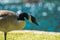 Canadian Geese Branta canadensis on grass