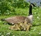 Canadian geese chicks enjoying time with mum