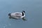 Canadian geese - Chinatown Washington DC - Street View