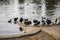 Canadian geese, crows, ducks and pigeons grazing on the banks of a lake at Lincoln Park in Los Angeles California