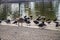 Canadian geese, crows and pigeons grazing on the banks of a lake at Lincoln Park in Los Angeles California