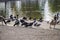 Canadian geese, crows and pigeons grazing on the banks of a lake at Lincoln Park in Los Angeles California