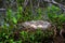 Canadian Geese Eggs