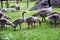 Canadian geese family, parents with goslings at the lake shore at Shoshone waterfall Twin Falls Idaho