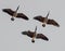 Canadian Geese in Flight