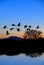 Canadian Geese Flying